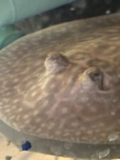 Pearl freshwater stingray for sale  Shorewood