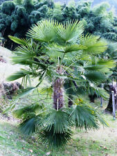 Trachycarpus fortunei 25cm gebraucht kaufen  Deutschland