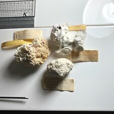 Dry coral specimens for sale  ANDOVER