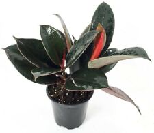 Rubber tree india for sale  Wadsworth