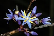 Rare native flax for sale  Shipping to Ireland