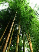 Goldener bambus samen gebraucht kaufen  Kaiserslautern-Erlenbach