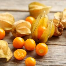 Physalis peruviana plug for sale  BECCLES