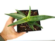Aloe saponaria variegated usato  Napoli