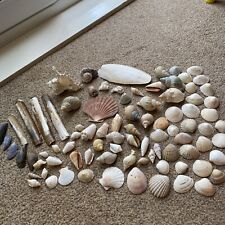 Sea shells decorative for sale  CREWE