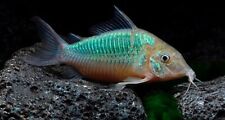 Emerald cory for sale  PAISLEY