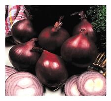 Organic onion red for sale  SALISBURY