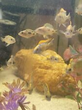 Male african cichlid for sale  Temecula