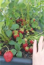 Erdbeerpflanzen immertragend f gebraucht kaufen  Sollstedt