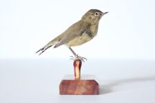 Taxidermy-hunting-chasse-präparat- Common Chiffchaff with permit for sale  Shipping to South Africa