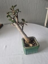 Zimmerbonsai geldbaum crassula gebraucht kaufen  Glandorf