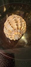 Harpa Articularis Sea Shell 90mm (Exquisite) for sale  Shipping to South Africa