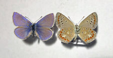 POLYOMMATUS THERSITES****2 males**** ITALY for sale  Shipping to South Africa