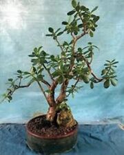 jade plant for sale  Pauma Valley