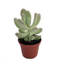 Pink moonstone succulent for sale  Wadsworth