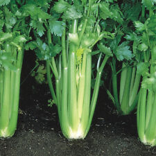 Celery victoria value for sale  LLANDYSUL