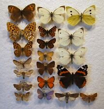 European butterflies moths for sale  CHORLEY