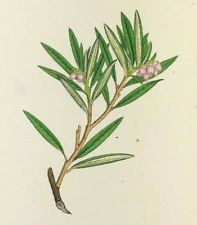 botanical illustration for sale  BOURNE END