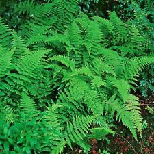 Hay scented fern for sale  Mcminnville
