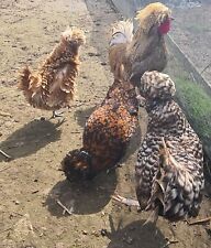 Mixed Poland Hatching Eggs for sale  CAERPHILLY