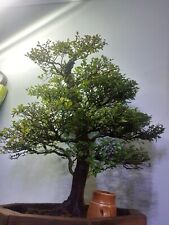 Chinese elm bonsai for sale  ROSS-ON-WYE