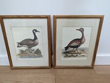 George edwards engravings for sale  Madison