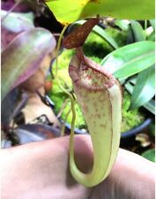 Nepenthes rokko exotica for sale  North