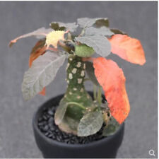 5-7cm Succulent Plant Dorstenia elata root tuber Plant beautiful Live Plant for sale  Shipping to South Africa