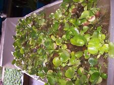 Helen water hyacinth for sale  Industry