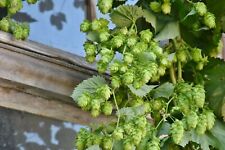 Hops seeds humulus for sale  WALLASEY