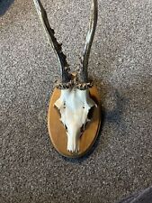 Vintage taxidermy roe for sale  MAIDSTONE