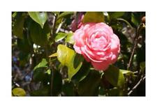 Camellia japonica rosa gebraucht kaufen  Pfullingen