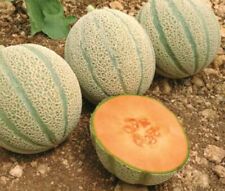 Melone retato degli usato  Roma