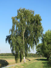 betula usato  Napoli