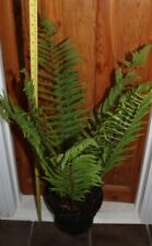 Large fern dry for sale  ROCHESTER