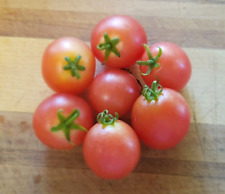 unique tomato seeds for sale  Omaha
