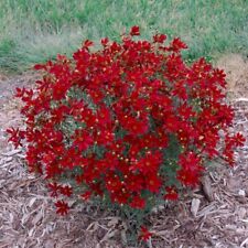 Coreopsis hot paprika for sale  Almond