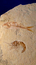 Pesce fossile sedenhorstia usato  Napoli