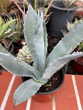 Agave americana blue for sale  Inglewood