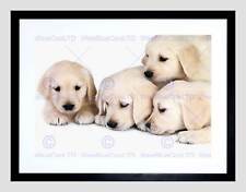 Puppies baby golden for sale  EDINBURGH