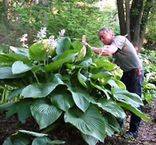hosta for sale  Shipping to South Africa