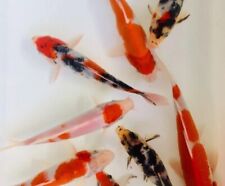 Koi fish foreign for sale  Shipping to Ireland