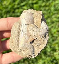 Fossil ammonite baculites for sale  Coppell