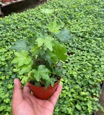 English ivy plants for sale  Garden Grove