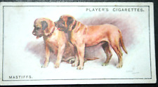 Mastiff vintage 1925 for sale  DERBY