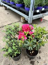 Mixed rhodendrons shrubs for sale  DEREHAM