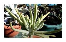 Used, 10x Tylecodon wallichii rare Caudex garden plants - seeds B454 for sale  Shipping to South Africa
