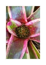 10x Neoregelia Sp. Milagro Bromeliad Yellow Garden Plants - Seeds ID595 for sale  Shipping to South Africa