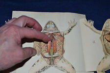 Antik anatomie frosch gebraucht kaufen  Köln