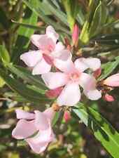 Oleander nerium oleander for sale  Shreveport